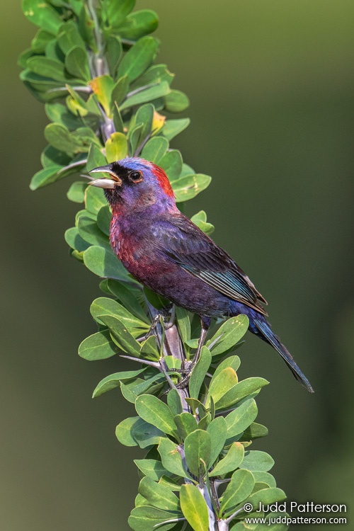 Varied Bunting, Box Canyon, Arizona, United States